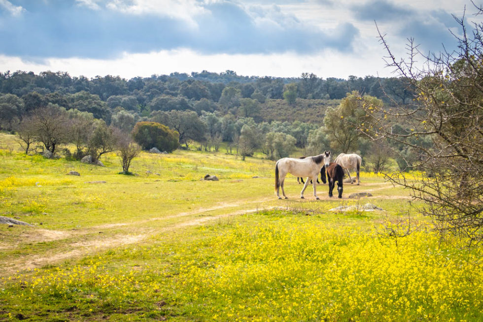 Arroyo de las CaÃ±as: A Hike Near Seville (with Iberian Pigs!)