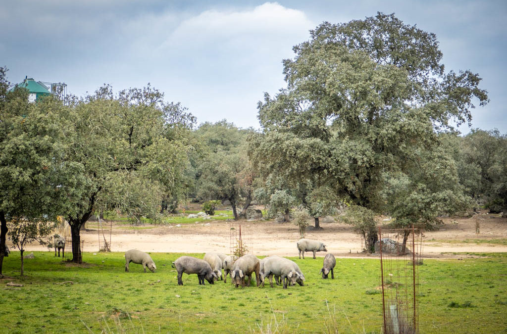 Arroyo de las CaÃ±as: A Hike Near Seville (with Iberian Pigs!)