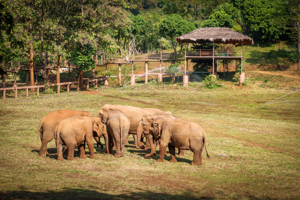 Best Elephant Sanctuaries In Chiang Mai Ethical Animal Encounters