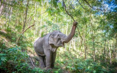 Best Elephant Sanctuaries in Chiang Mai: Ethical Animal Encounters