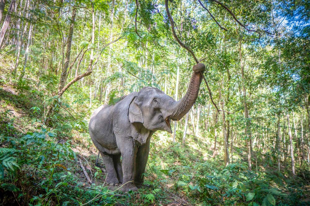 Best Elephant Sanctuaries in Chiang Mai: Ethical Animal Encounters